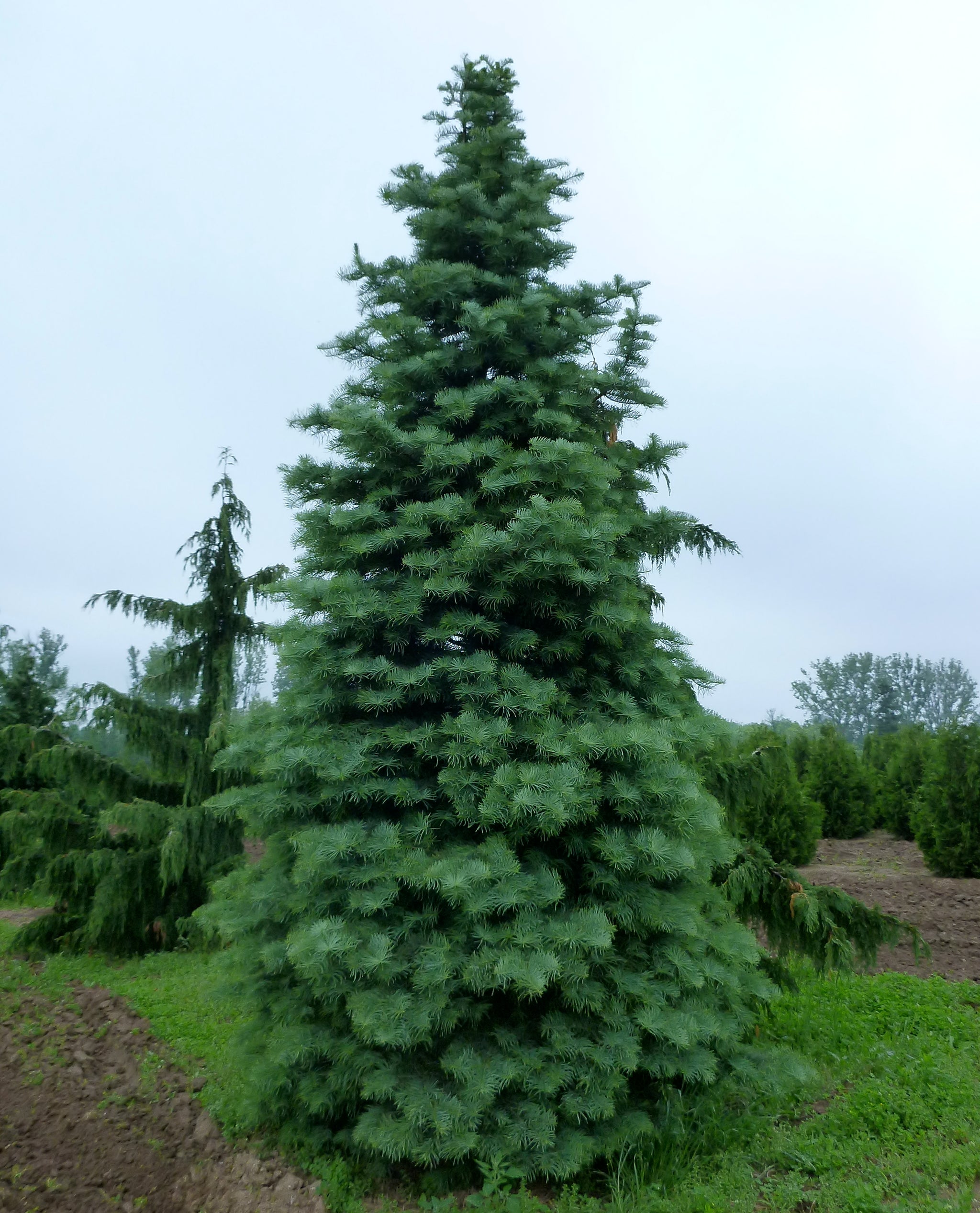 Abies concolor White Fir
