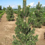Pinus thunbergii Kotobuki Kotobuki Dwarf Japanese Black Pine