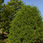 Thuja occidentalis Techny Techny White Cedar