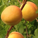 Apricot Puget Gold Puget Gold Apricot