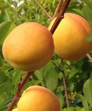 Apricot Puget Gold Puget Gold Apricot