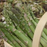 Asparagus officinalis Guelph Millennium CPBR1427 Guelph Millennium Asparagus