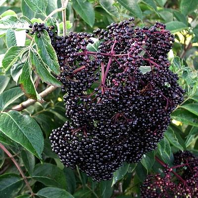 Elderberry Scotia Scotia Elderberry