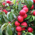 Nectarine Hardired Hardired Nectarine
