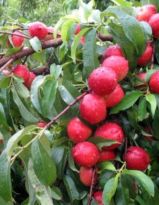 Nectarine Hardired Hardired Nectarine