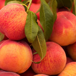 Peach Frost Frost Peach