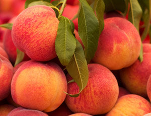 Peach Frost Frost Peach