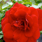 Rosa Easy Elegance Paint the Town BAItown PP18060 Paint the Town Rose
