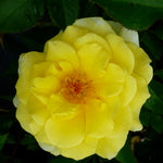 Rosa Easy Elegance Yellow Submarine BAline PP16659 Yellow Submarine Rose