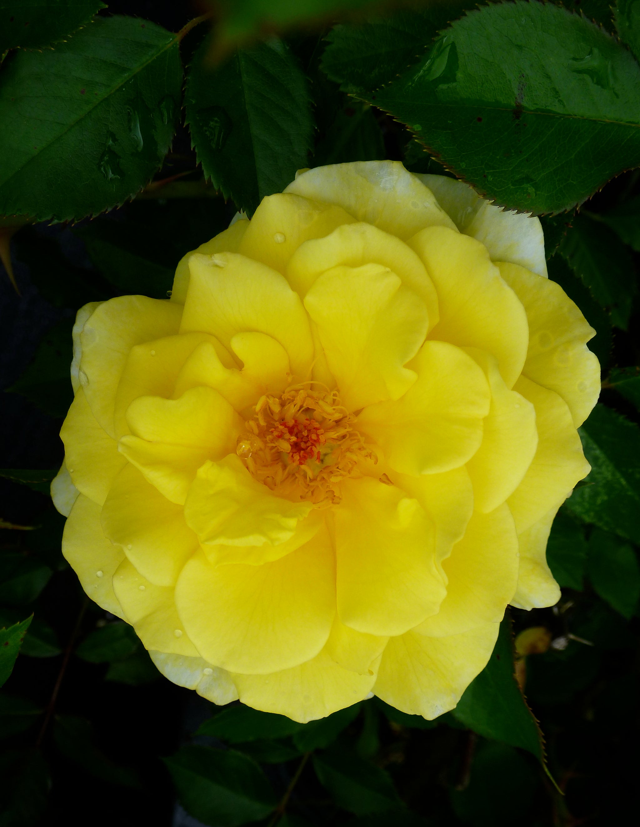 Rosa Easy Elegance Yellow Submarine BAline PP16659 Yellow Submarine Rose