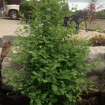 Ginkgo biloba Gold Spire Blagon Gold Spire Maidenhair Tree