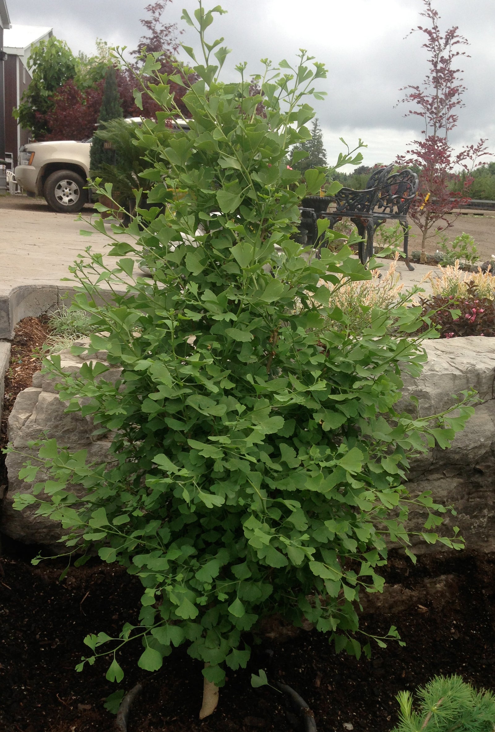Ginkgo biloba Gold Spire Blagon Gold Spire Maidenhair Tree