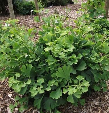 Ginkgo biloba Korinek Korinek Maidenhair Tree