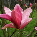 Magnolia x Daybreak Daybreak Magnolia