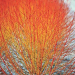 Cornus sanguinea Midwinter Fire Midwinter Fire Dogwood