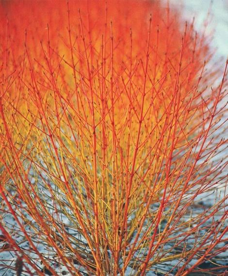 Cornus sanguinea Midwinter Fire Midwinter Fire Dogwood