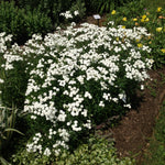 Achillea ptarmica The Pearl Sneezewort