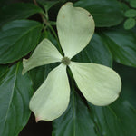 Cornus x Constellation Rutcan PP7210 Constellation Dogwood