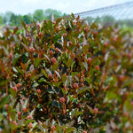 Physocarpus opulifolius Little Devil Donna May PP22634 Little Devil Dwarf Ninebark