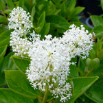 Ceanothus americanus New Jersey Tea