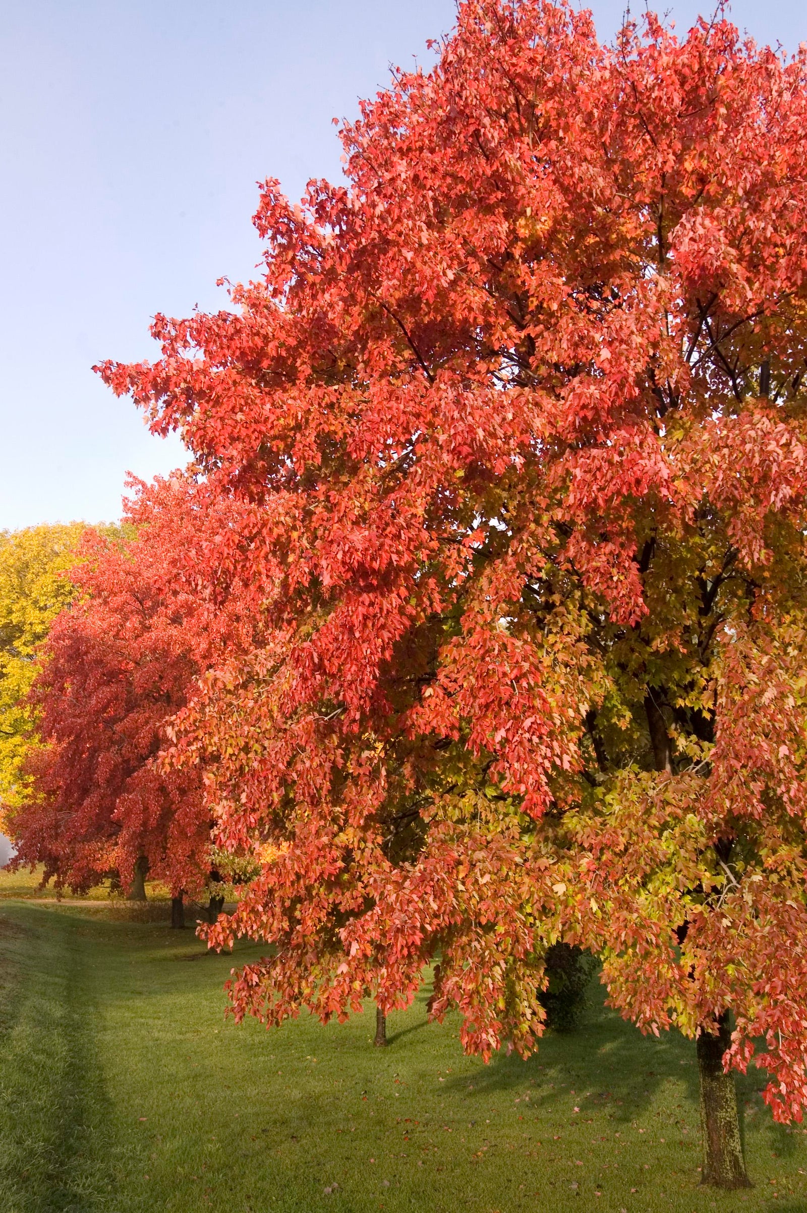 Acer x freemanii Sienna Glen Sienna PP11322 Sienna Glen Maple
