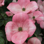 Cornus kousa Heart Throb Schmred PP9283 Heart Throb Dogwood