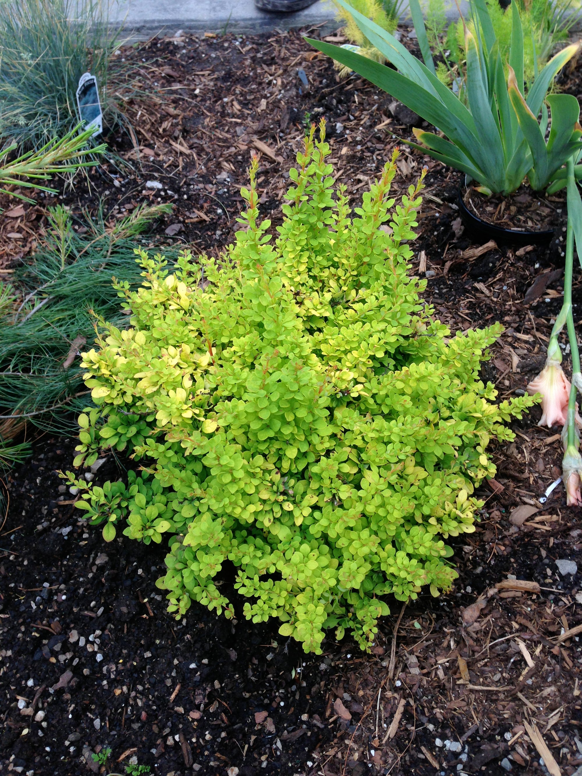 Berberis thunbergii Aurea Nana Dwarf Golden Barberry