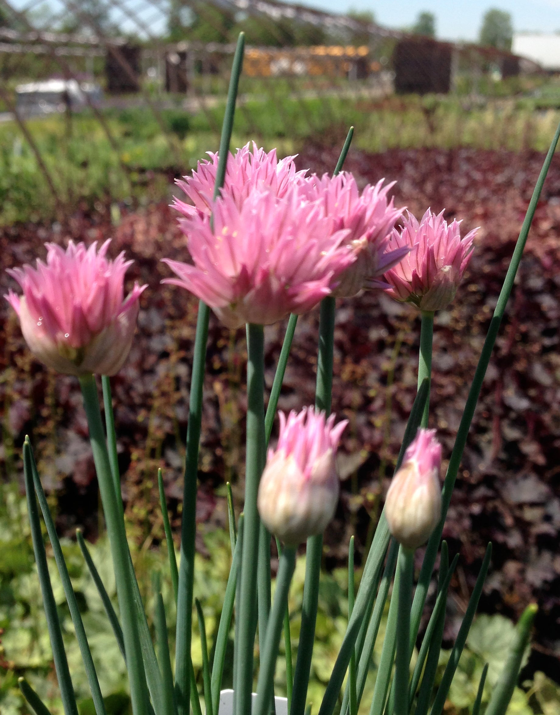 Allium schoenoprasum Rising Star Chives