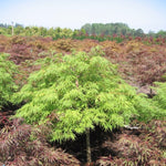 Acer palmatum dissectum Waterfall Waterfall Japanese Maple