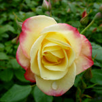 Rosa Campfire CA 29 PP24435, CPBR4471 Campfire Rose