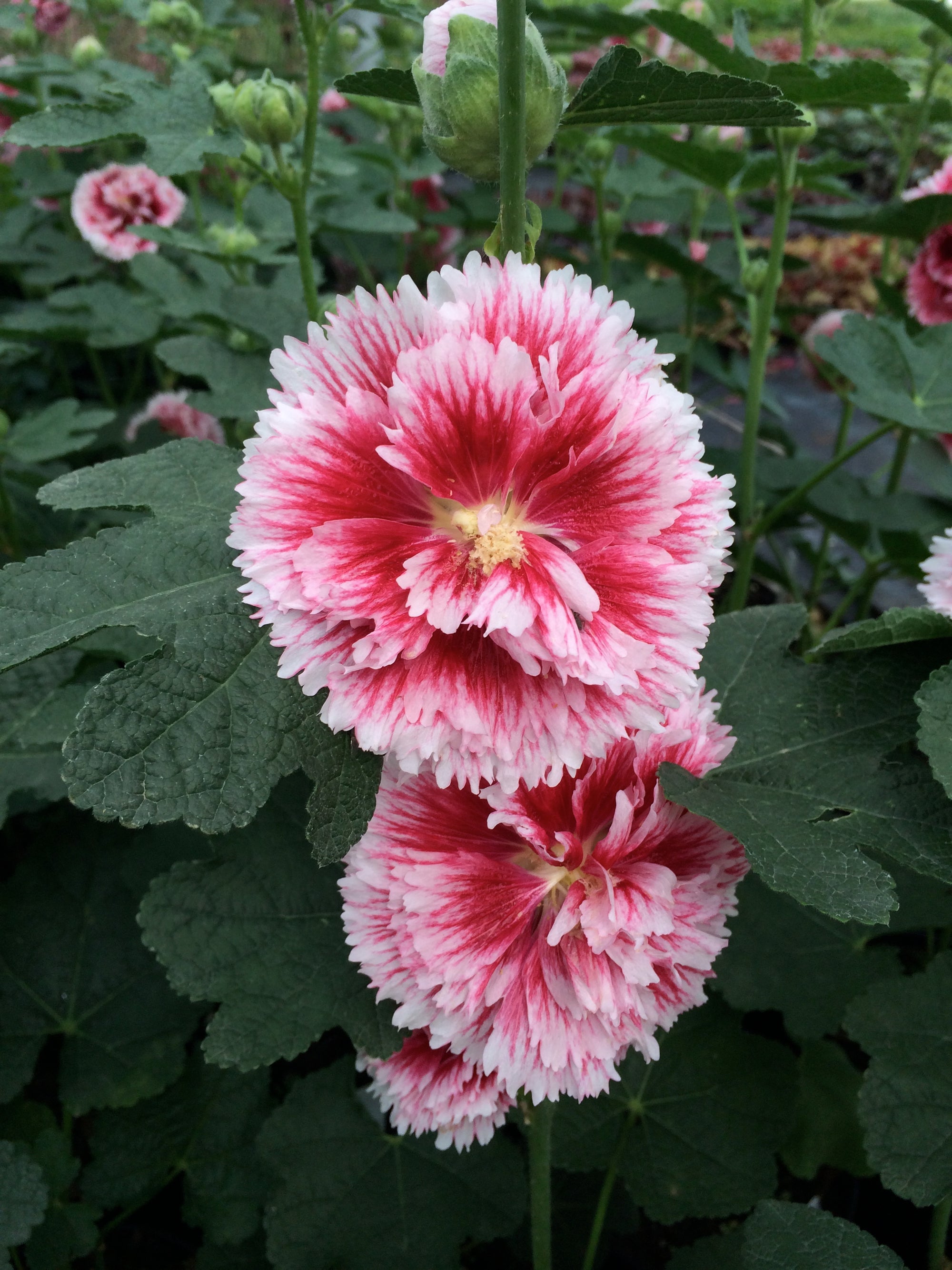 Alcea rosea Fiesta Time Hollyhock