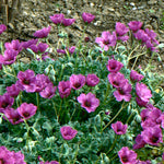 Geranium cinereum Giuseppe Dwarf Cranesbill
