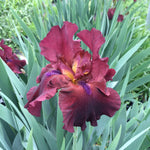 Iris germanica Fortunate Son Tall Bearded Iris