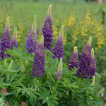 Lupinus x Popiscle Blue Popsicle Blue Lupine