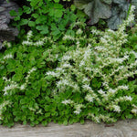 Sedum ternatum Larinem Park Woodland Stonecrop