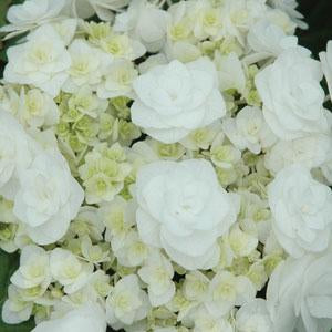 Hydrangea macrophylla Double Delights Wedding Gown Dancing Snow PP21052 Wedding Gown Hydrangea