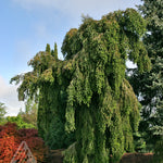 Abies alba Green Spiral Green Spiral Silver Fir