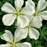 Geranium sanguineum Album Bloody Cranesbill