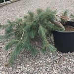 Pinus flexilis Prostrata Creeping Limber Pine