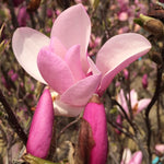 Magnolia x Jane Jane Magnolia