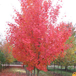 Acer grandidentatum x saccharum Highland Park Hipzam Highland Park Bigtooth Maple