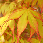 Acer palmatum Katsura Katsura Japanese Maple