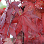 Acer palmatum Purple Ghost Purple Ghost Japanese Maple