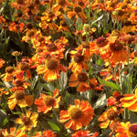 Helenium x Mardi Gras Helbro PP15124, COPF Mardi Gras Sneezeweed
