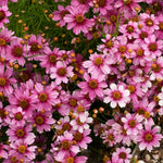 Coreopsis rosea Heaven's Gate PP16016 Tickseed