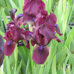Iris pumila Cherry Garden Standard Dwarf Bearded Iris