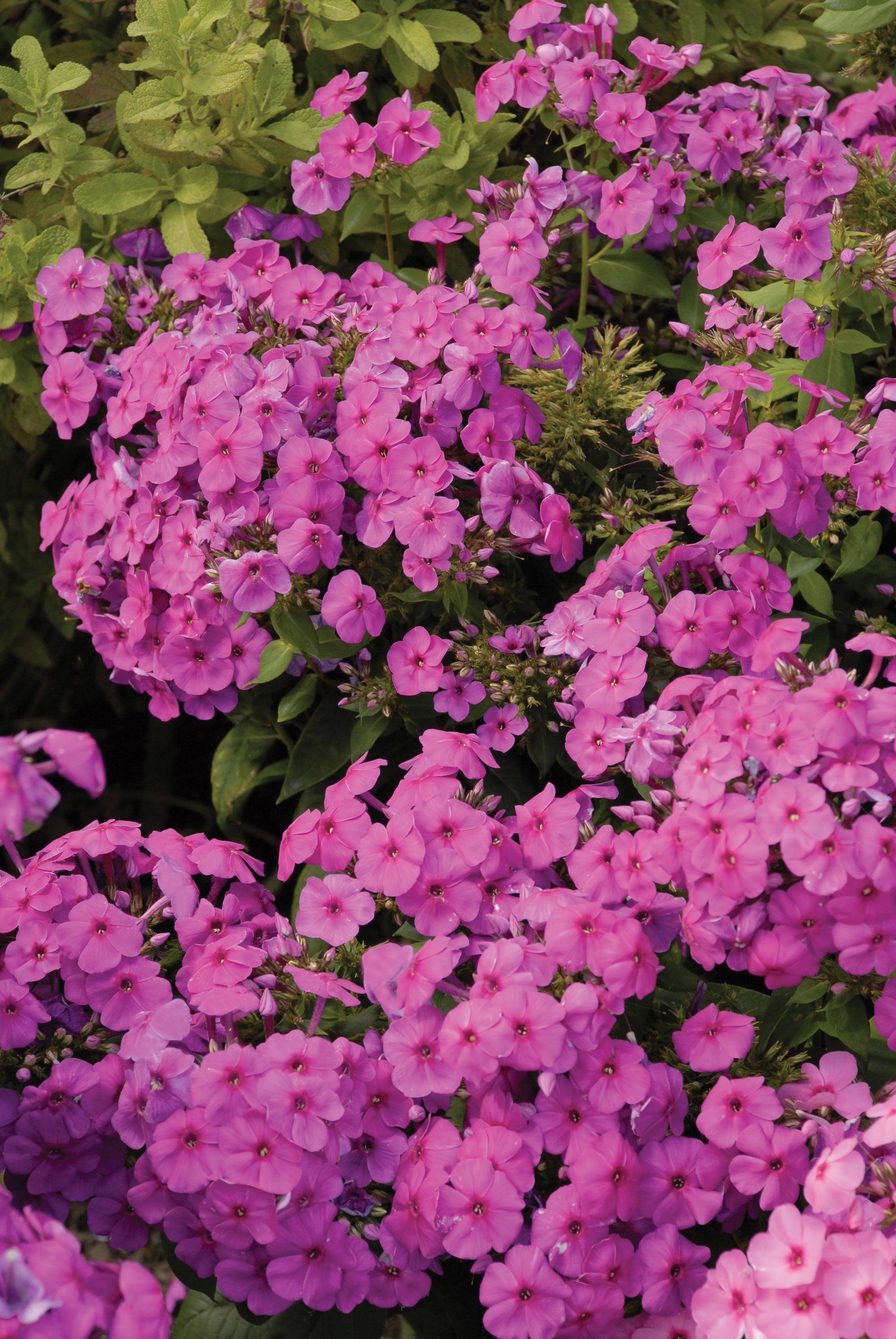 Phlox paniculata Pink Flame Bartwelve PP11804, COPF, CPBR1094 Pink Flame Phlox