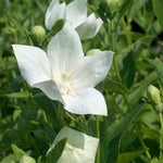 Platycodon grandiflorus Astra White Balloon Flower