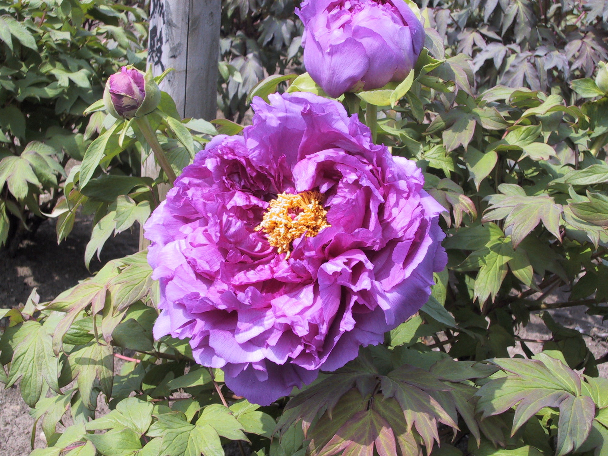 Paeonia suffruticosa Purple Tree Peony