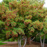 Acer tataricum Hot Wings GarAnn PP15023 Hot Wings Tatarian Maple